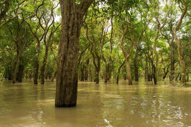 Foto el bosque flotante de árboles inundado con agua en el lago tonle sap cerca de kampong phluk camboya