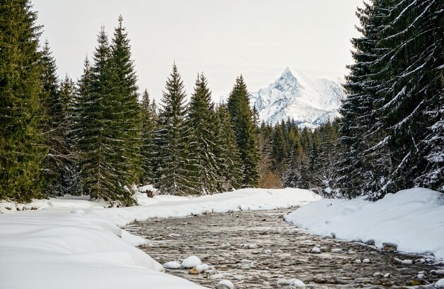 Bosque fluvial de invierno, nieve y árboles a ambos lados, pico del monte Krivan (símbolo eslovaco) a distancia