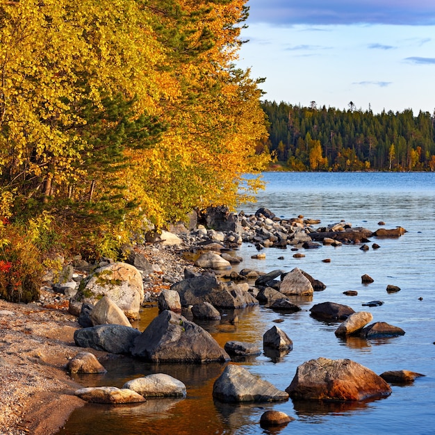 Bosque con follaje colorido a orillas del lago Imandra. Paisaje otoñal, Península de Kola, Rusia.