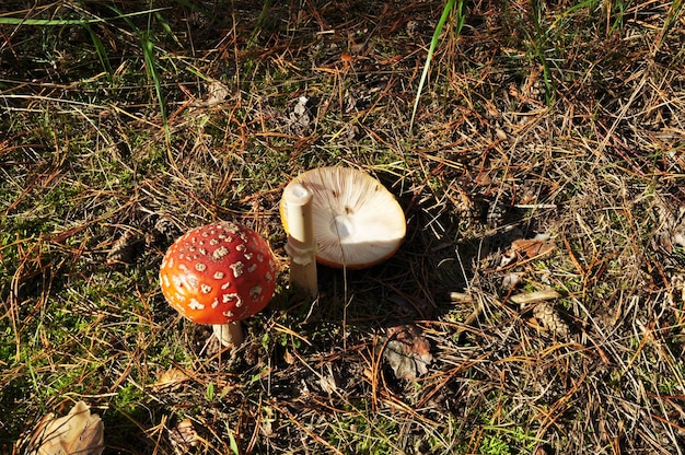 Bosque, foto de otoño. Dos amanita sobre un fondo de hierba. El sombrero de agárico de mosca yace en el suelo.