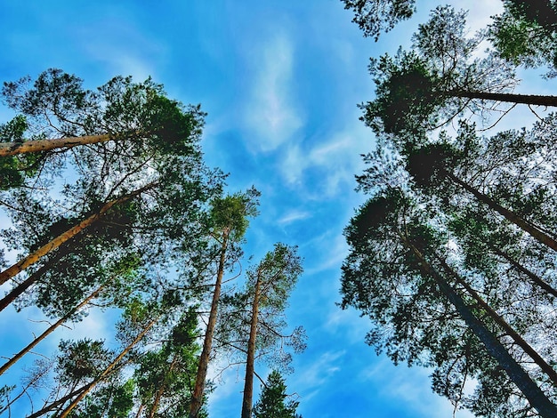 Bosque de frondosas del norte Cumbres de pinos carvel altos frente al cielo azul