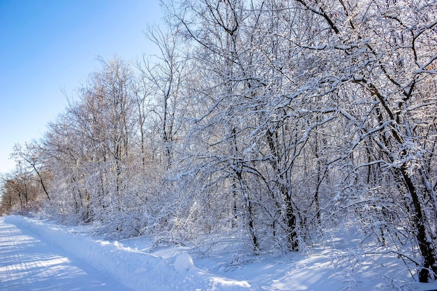 Bosque de hadas de invierno en la nieve Horario de invierno Hermoso paisaje de invierno con nieve