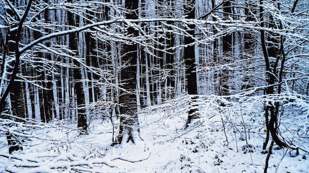 Bosque de hadas en la nieve.