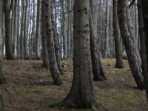 Bosque de hayas con un árbol muy viejo en Calamone Ventasso Lago Italia