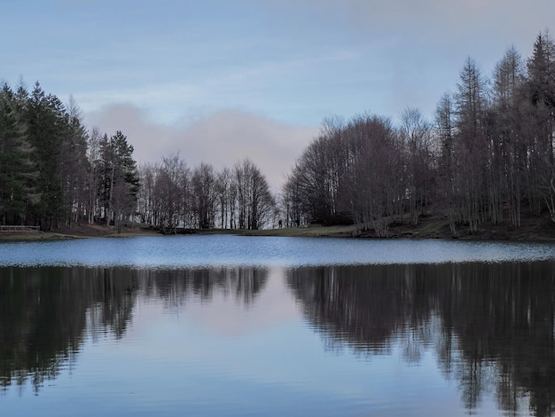 Bosque de hayas con un árbol muy viejo en Calamone Ventasso Lake Italia en invierno