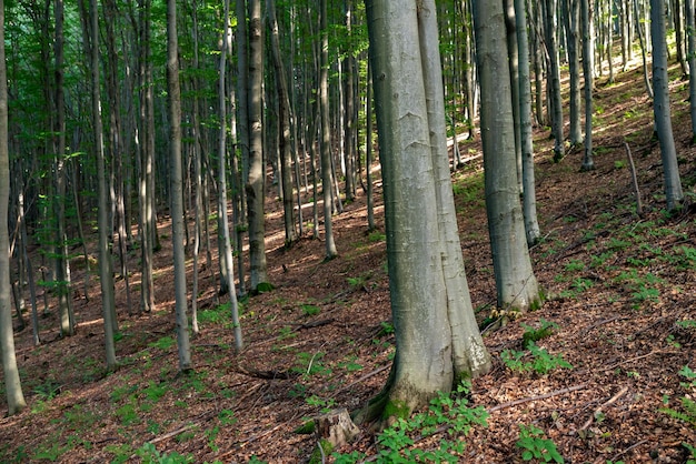 Bosque de hayas en los Cárpatos Hayedos de diferente tamaño que crecen en las colinas