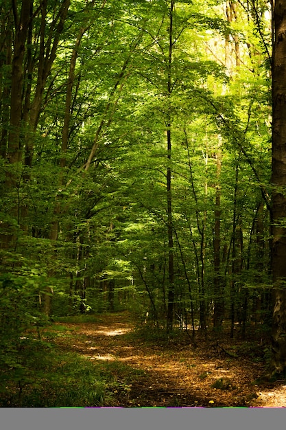 Bosque de hayas. El haya es un árbol de hoja caduca, la principal especie formadora de bosques de los bosques europeos.