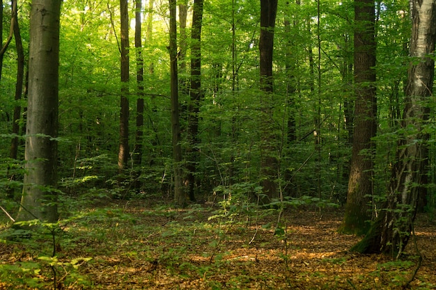 Bosque de hayas. El haya es un árbol de hoja caduca, la principal especie formadora de bosques de los bosques europeos.