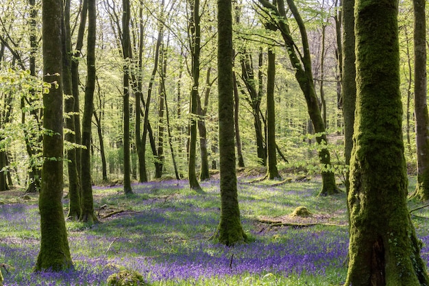 Bosque de hayas de Millagnmeen en la cálida luz primaveral con flores de campanillas.