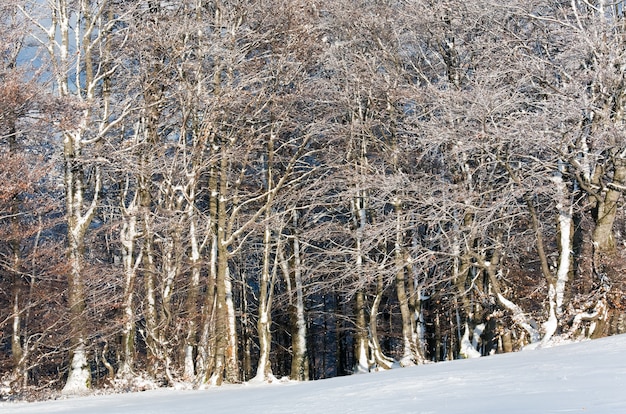 Bosque de hayas de montaña de octubre y primera nevada del invierno