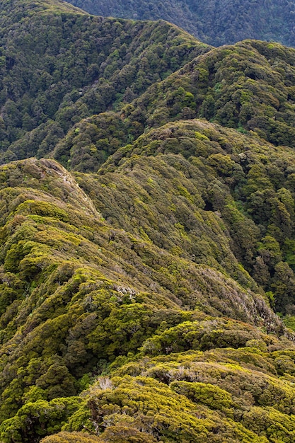 Foto bosque de hayas de neill ridge, tararua forest park, nueva zelanda