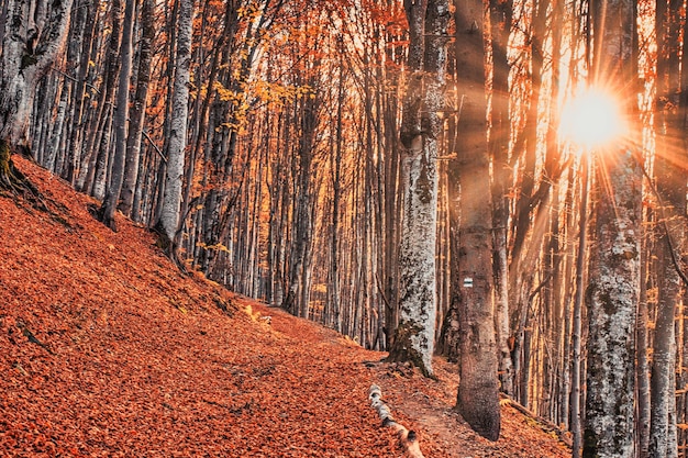 Bosque de hayas de otoño Árboles de gran nivel hojas amarillas en los árboles y en el suelo