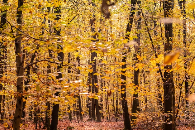 Bosque de hayas en otoño con sus bonitos colores dorados