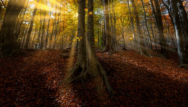 Bosque de hayas en otoño