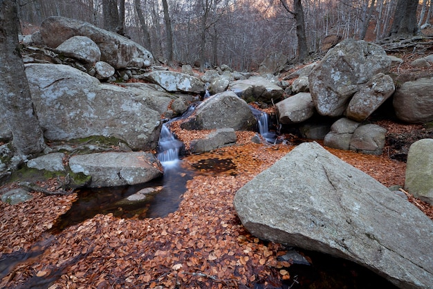 Bosque de hayas en otoño