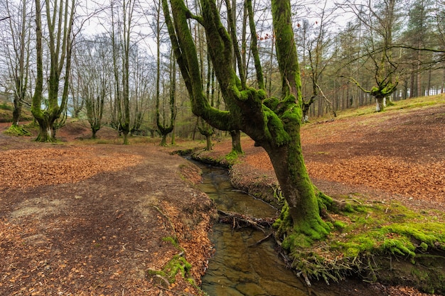 Bosque de Hayas Otzarreta