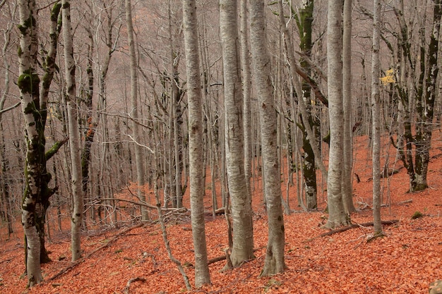 Foto bosque de hayas en el parque nacional de ordesa huesca