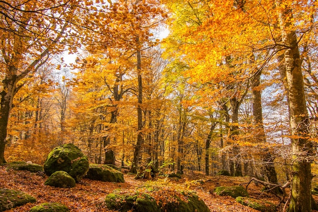 Foto bosque de hayas vetusta del monte cimino en follaje de otoño en lacio italia