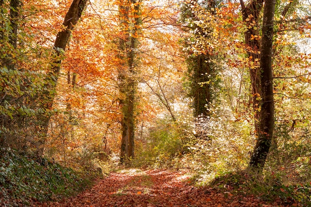 Bosque de hayas