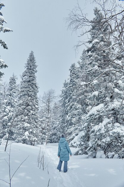 Bosque helado de invierno con árboles congelados