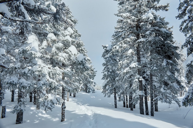 Bosque helado de invierno con árboles congelados