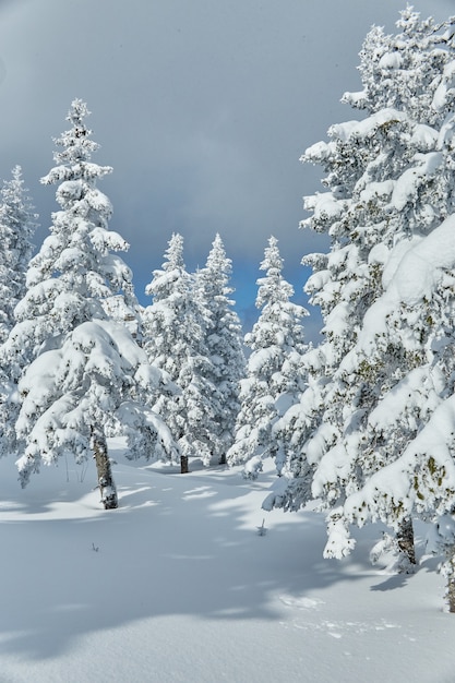 Bosque helado de invierno con árboles congelados