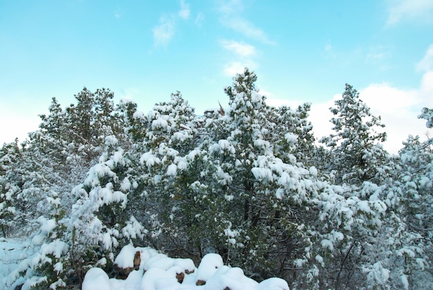 Bosque helado de invierno con hermosos árboles