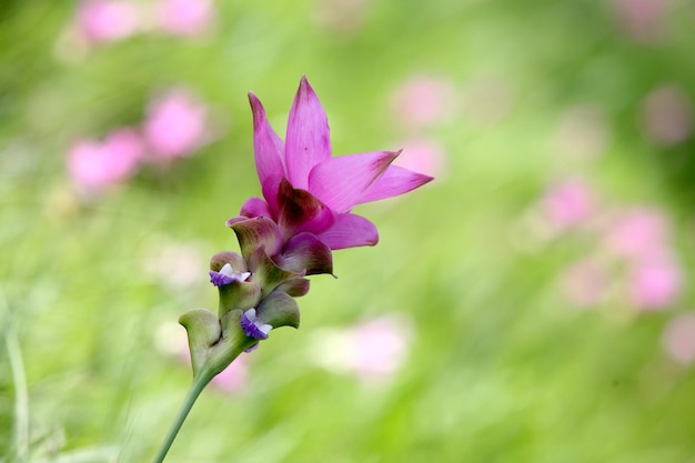 Un bosque con hermosas flores floreciendo.