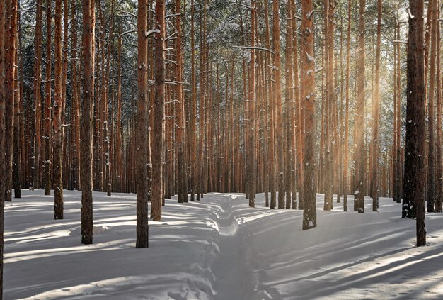 Bosque hermoso del invierno con luz del sol. Maravilloso lugar para relajarse y fin de semana.