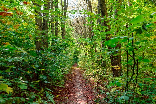 Bosque hermoso del parque del otoño en otoño