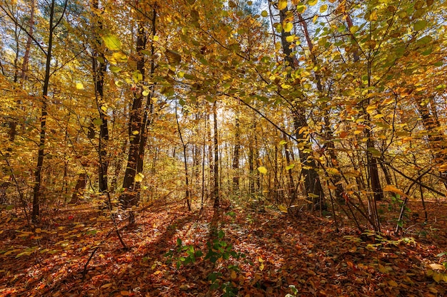 Bosque hermoso del parque del otoño en otoño