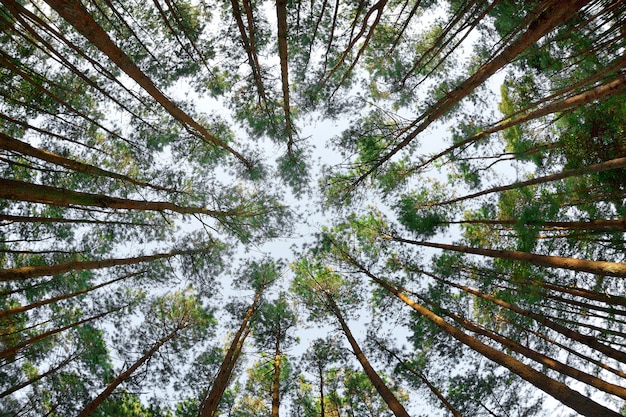 Bosque hermoso del pino en Doi Inthanon, Chiang Mai, Tailandia.