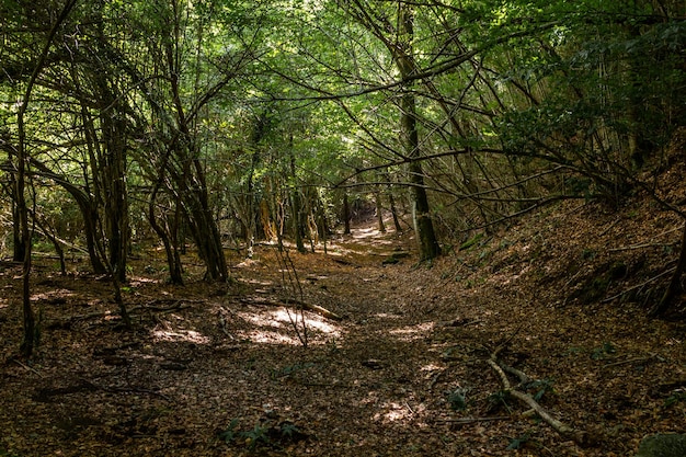 Bosque con hermosos árboles en otoño