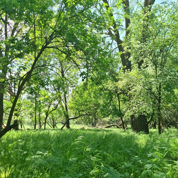 Un bosque con hierba alta y árboles y un cielo azul.