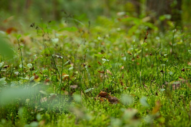 Bosque hierba musgo pequeños hongos de cerca