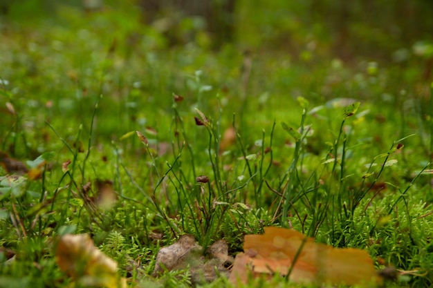 Bosque hierba musgo pequeños hongos de cerca