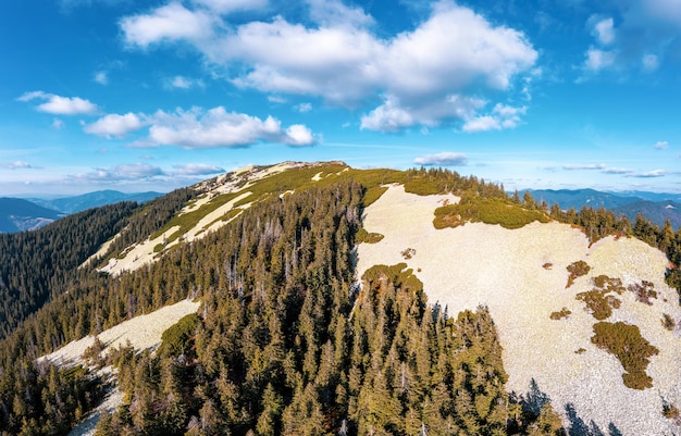 Bosque de hoja perenne en la cima de la alta montaña bajo el cielo azul