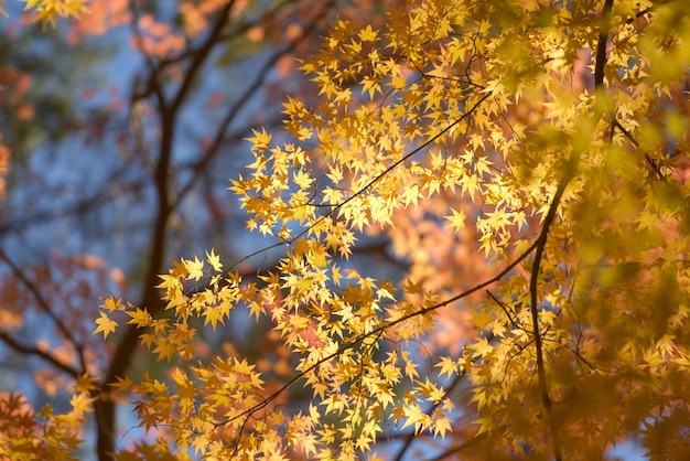 bosque con hojas de color amarillo dorado en otoño hermoso paisaje otoñal con árboles amarillos y sol