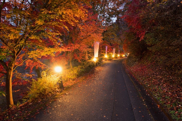 Bosque con hojas de color amarillo dorado en otoño Hermoso paisaje otoñal con árboles amarillos