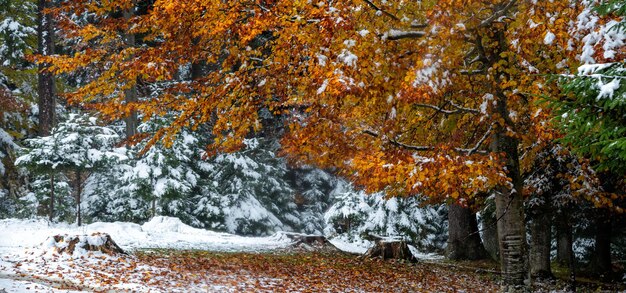 Bosque con hojas de otoño y nieve. Cárpatos, Ucrania. Yaremché