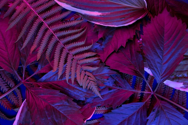 El bosque de hojas tropicales brilla en la luz negra