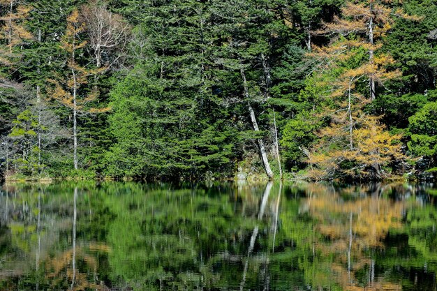 bosque de hojas verdes del árbol con la reflexión sobre el estanque Myojin en la montaña japonesa.