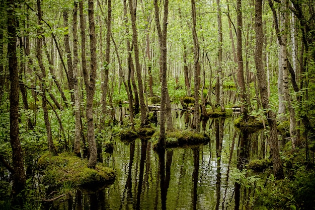 Bosque de humedales con alfombras verdes de musgo. Pantano. Parque nacional. Conservación ambiental.