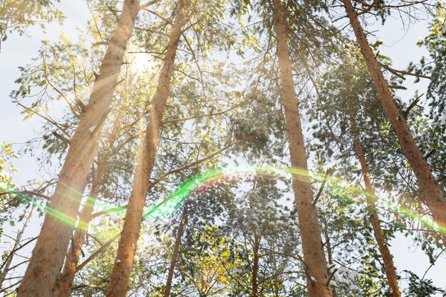 Bosque ilumina el concepto de cuento de hadas. Luces de sol en el bosque salvaje. Buen día para el deporte activo.