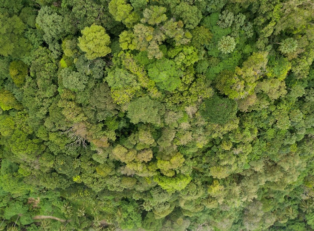 Bosque increíble Vista aérea de los árboles del bosque Ecosistema de la selva tropical y fondo de ambiente saludable Textura de árboles verdes bosque de arriba hacia abajo