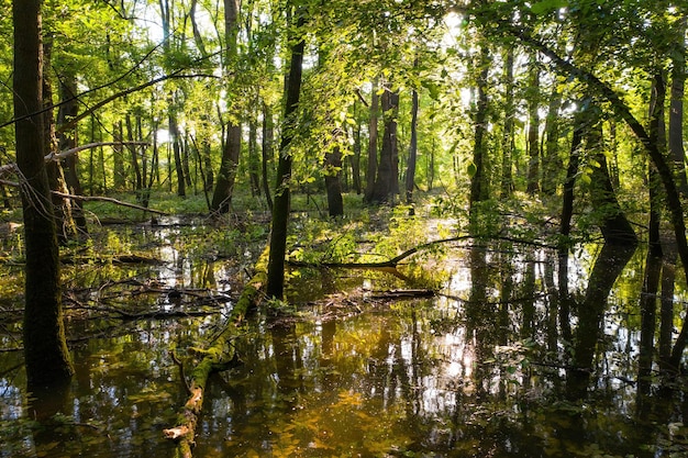 Bosque inundado con agua entre árboles y sol brillando