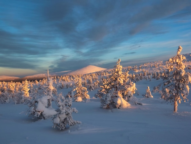 Bosque invernal al pie del volcán Bosque invernal cubierto de nieve en un colorido amanecer una postal natural del invierno La montaña está cubierta de nieve profunda y clara al amanecer