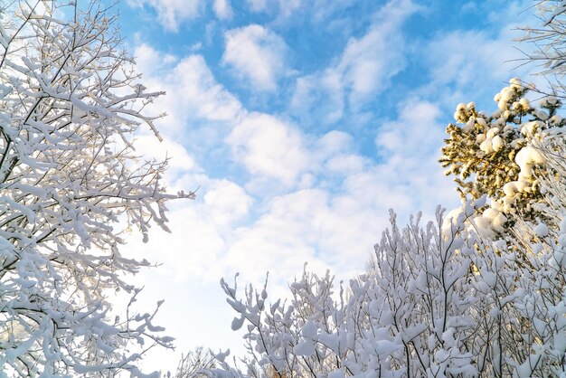 Bosque invernal cubierto de nieve región de Leningrado Vsevolozhsk