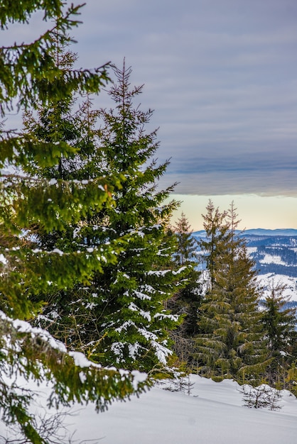 Bosque de invierno de abetos con vistas a las montañas. Hermosa naturaleza de invierno. Montañas de los Cárpatos en el fondo.