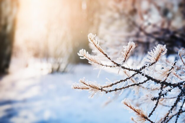 Bosque de invierno al atardecer. Imagen macro, enfoque selectivo. Hermosa naturaleza de invierno